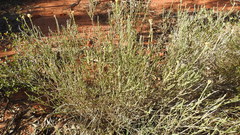 Ozothamnus diotophyllus