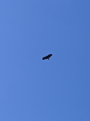 Buteogallus