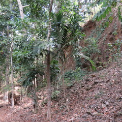 Ptychosperma elegans