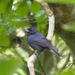 Blue Seedeater - Photo (c) Gordon Karre, some rights reserved (CC BY-NC), uploaded by Gordon Karre