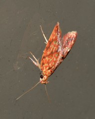 Lophopepla igniferella