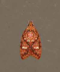Lophopepla igniferella