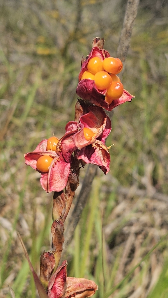 Chasmanthe aethiopica, City of Cape Town, ZA-WC, ZA, by debbie371
