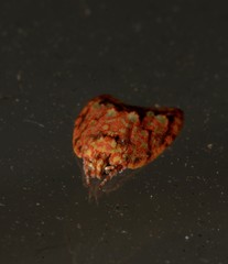Lophopepla igniferella