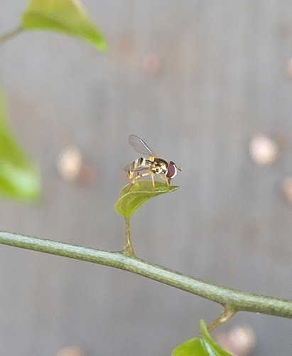 Unknown species found near Phoenix, AZ 85008, USA