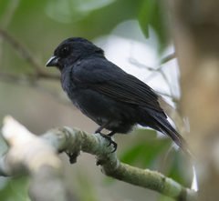 Blue Seedeater photo 2