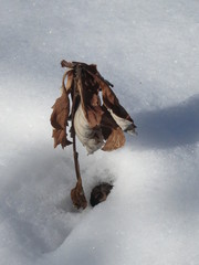 Artemisia stolonifera