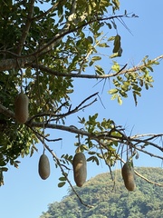 Kigelia africana africana