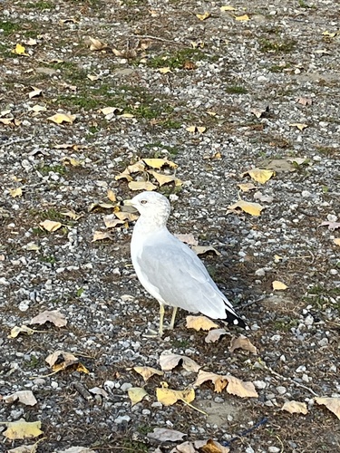 Ring-billed Gull