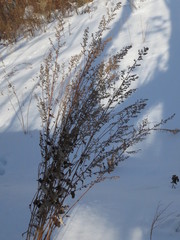 Artemisia stolonifera