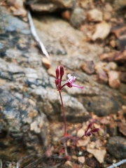 Pelargonium saxatile
