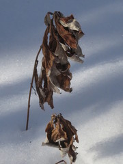 Artemisia stolonifera