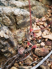 Pelargonium saxatile