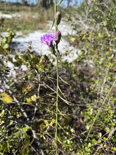 Florida blazing star (Liatris ohlingerae)