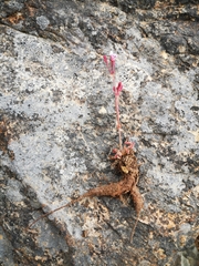 Pelargonium saxatile