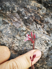 Pelargonium saxatile