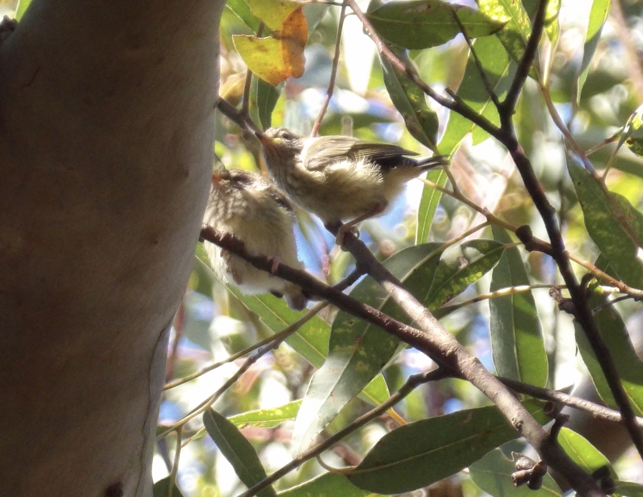 Acanthiza lineata Gould, 1838