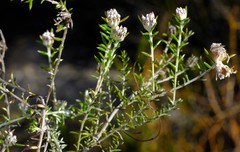 Metalasia serrulata