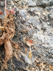 Pelargonium saxatile