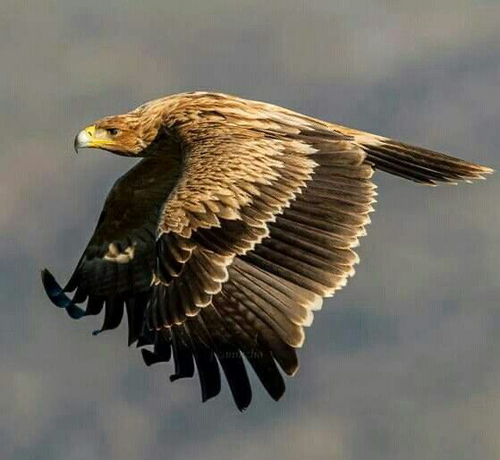 Spanish Eagle, photo 4 of 8