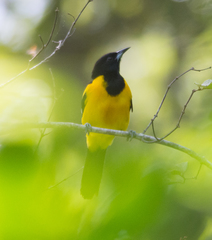 Icterus maculialatus