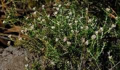 Metalasia serrulata