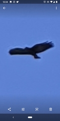 Buteogallus