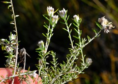 Metalasia serrulata