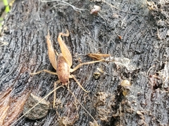 Pristoceuthophilus pacificus