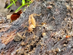 Pristoceuthophilus pacificus