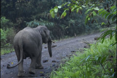 Elephas maximus borneensis