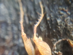 Pristoceuthophilus pacificus