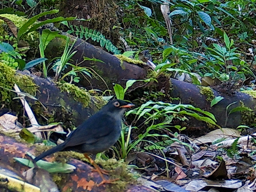 Slaty-backed Nightingale-Thrush (Catharus fuscater), photo 6