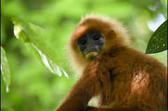 Presbytis rubicunda