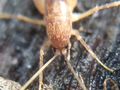 Pristoceuthophilus pacificus