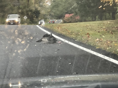 Wild Turkey photographed in Connecticut