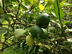 Citrus × aurantiifolia