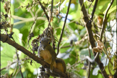 Callosciurus notatus