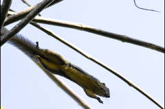 Callosciurus notatus
