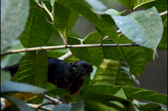 Callosciurus prevostii pluto