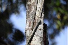 Callosciurus prevostii pluto