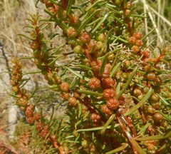 Gyrostemon australasicus