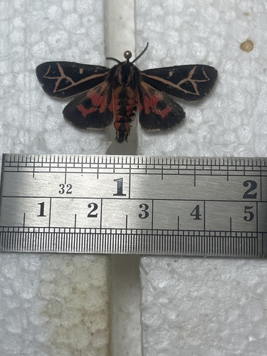 Figured Tiger Moth photo 3