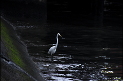 Ardea alba