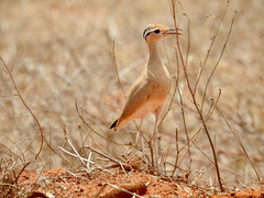 Somali Courser photo 4