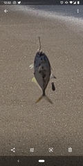 Caranx caninus