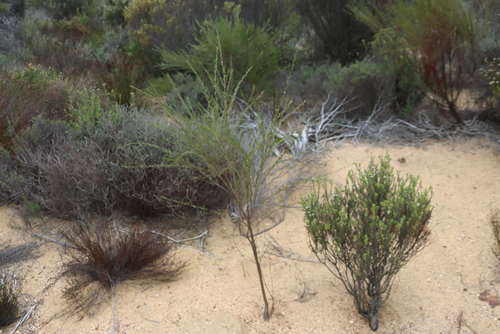 Aspalathus linearis, photograph 4