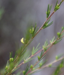(c) Tony Rebelo, some rights reserved (CC BY-SA) Aspalathus linearis, photograph (c) Tony Rebelo, some rights reserved (CC BY-SA)