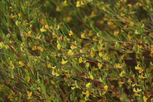 Aspalathus linearis, photograph 1
