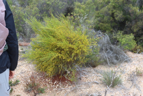 Aspalathus linearis, photograph 2